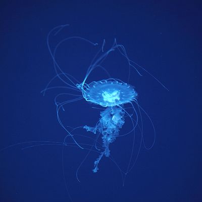 Jellyfish