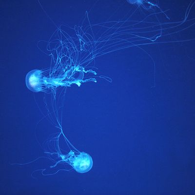 Jellyfish