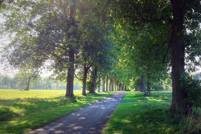 Trail