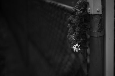 L7005266.jpg