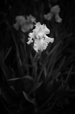 L7005472.JPG