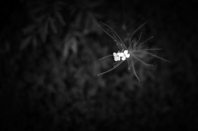 L7005480.TIF