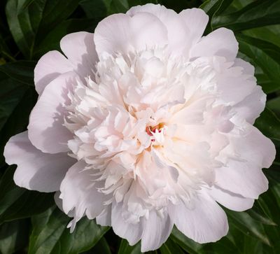 Bon Air Rose Garden