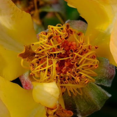 Bon Air Garden, Arlington, VA