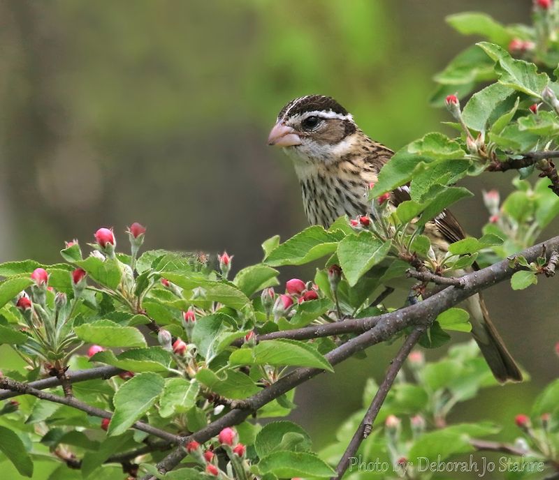 Rose-breasted Grosbeak
