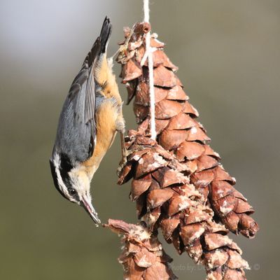 Nuthatch Enjoying Peanut Butter