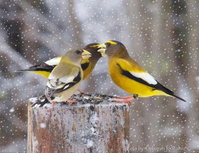 Grosbeaks