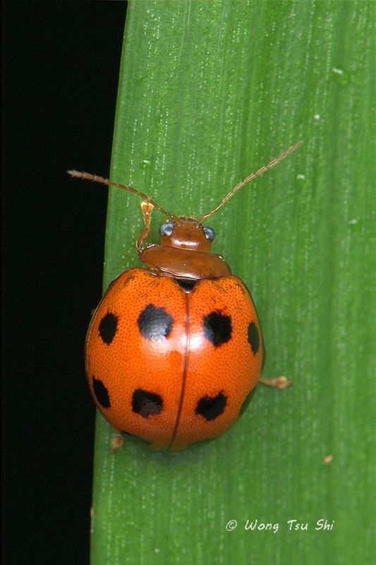 (Chrysomelidae, <br /><mark>{Subfamily}</mark><br />Chrysomelinae<br /> sp.) [A]