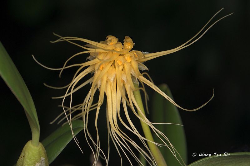 <i>(Bulbophyllum vaginatum)</i>