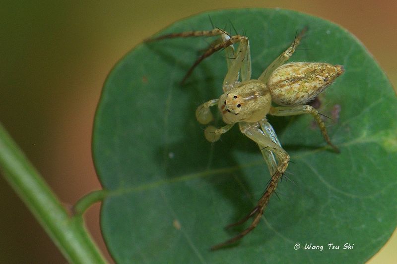 <i>(Hamataliwa sp.)[F]</i><br /> ♂