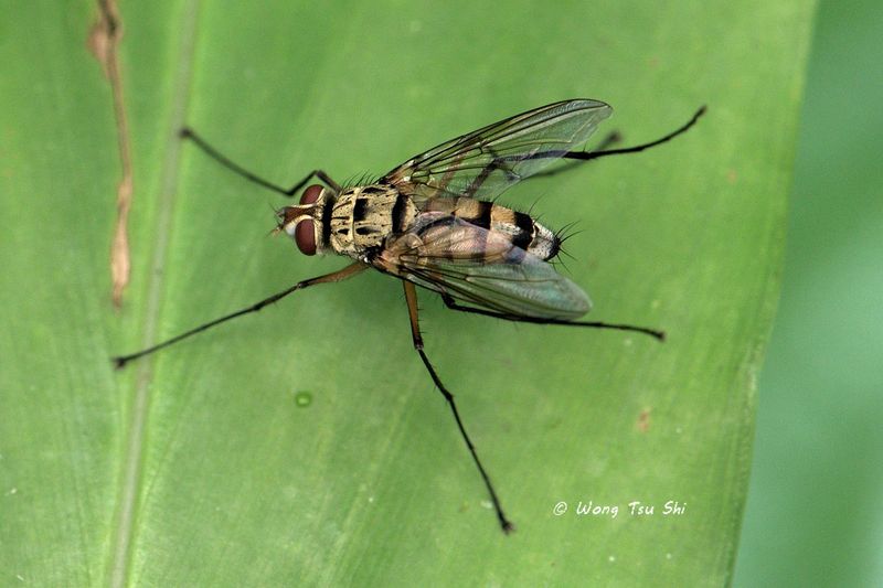 (Tachinidae, <br /><mark>{Tribe}</mark> Dexiini sp. A)