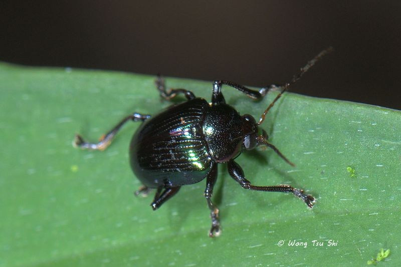 (Chrysomelidae, <br /><mark>{Subfamily}</mark><br />Eumolphinae <br /> <mark>{Tribe}</mark><br />Typophorini<br /> sp.) [A]</i>