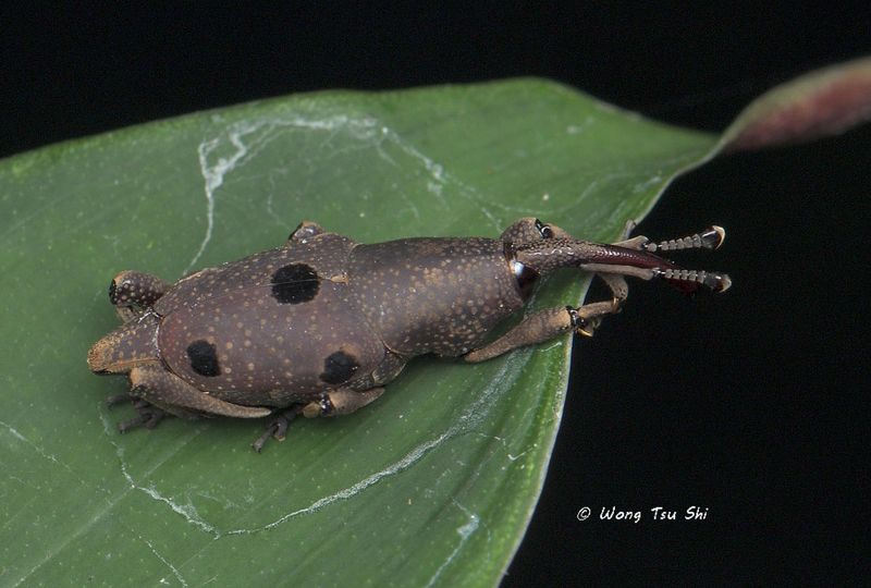 <i>(</i>Curculionidae, <i>Prodioctes quinarius)</i><br />True Weevil