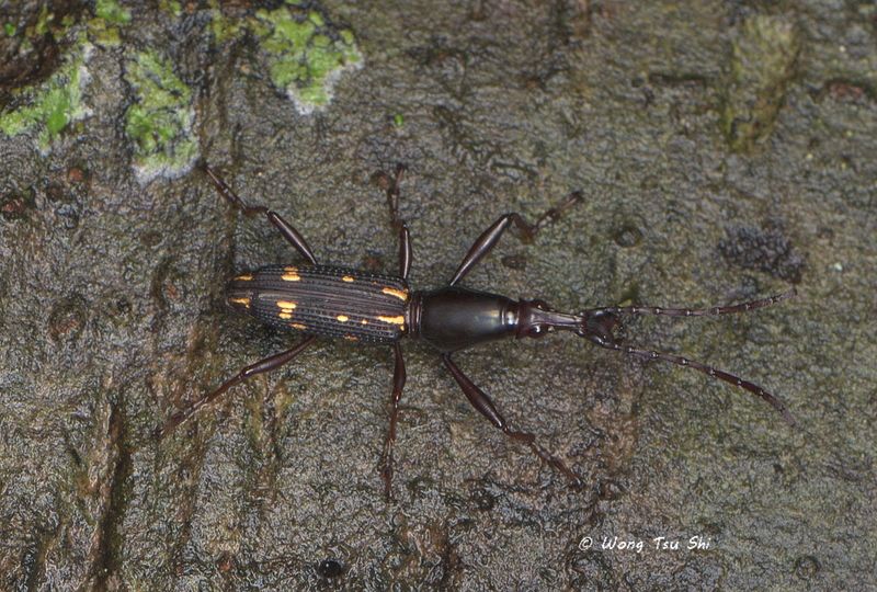 <i>(</i>Brentidae, <i>Agriorrhynchus sp.)[A]</i><br />Straight-snouted Weevil