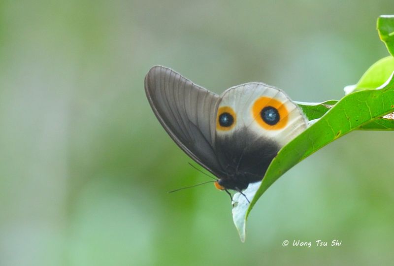 <i>(Taenaris horsfieldii occulta)</i> <br />Big Eyed Jungle Lady