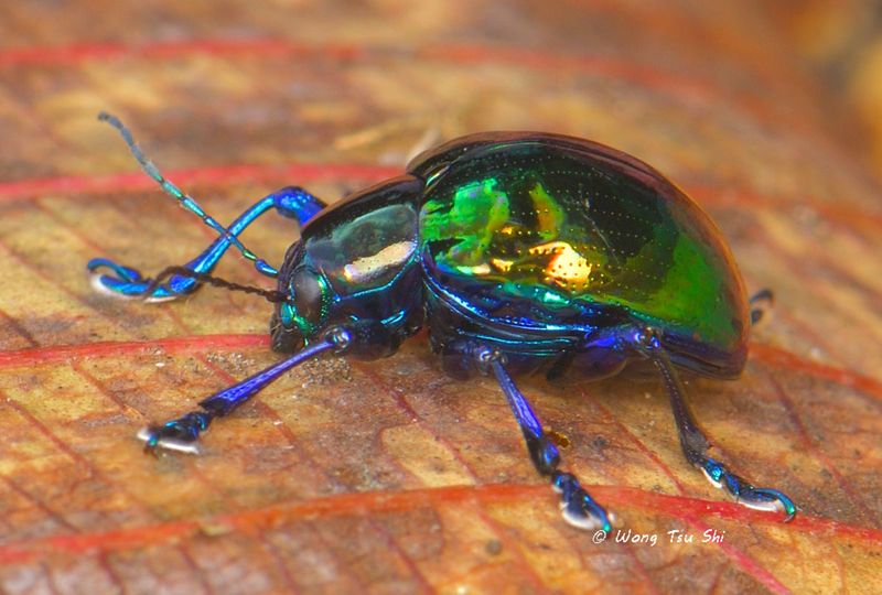 (Chrysomelidae, <br /><mark>{Subfamily}</mark><br />Eumolphinae <br /> <mark>{Tribe}</mark><br />Eumolpini<br /> sp.) [A]</i>