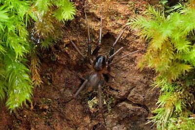 (Medmassa insignis) ♂
