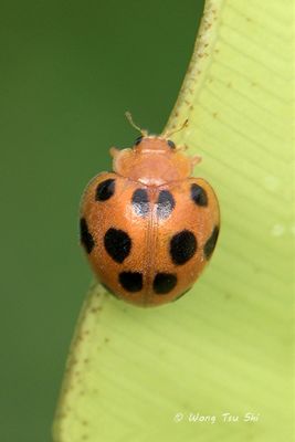 (Coccinellidae, Henosepilachna sp.)[C]Ladybird Beetle