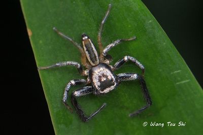 Spiders of Borneo, Spiders of Sabah, Malaysia. 
