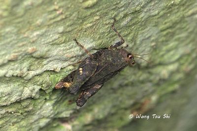 (Tetrigidae, Bolivaritettix sp.)[A]