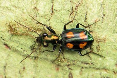 (Carabidae, Pericalus sp.)[A] Ground Beetle
