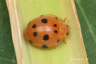(Coccinellidae, Henosepilachna sp.)[A]Ladybird Beetle