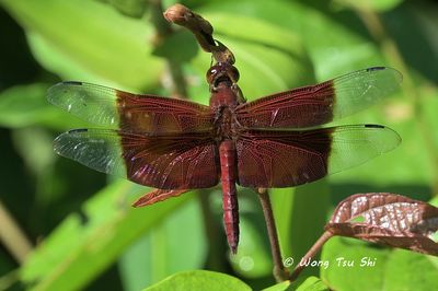 (Camacina gigantea) Sultan