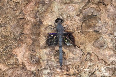 (Tyriobapta torrida) Tree Hugger