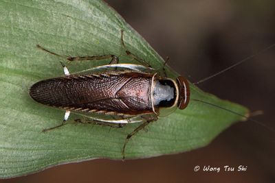(Pseudophyllodromiidae, Pseudophyllodromia laticeps)