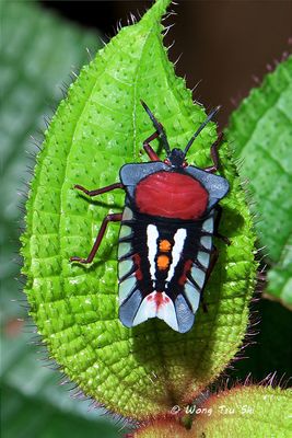(Tessaratomidae sp.) Giant Shield Bug nymph