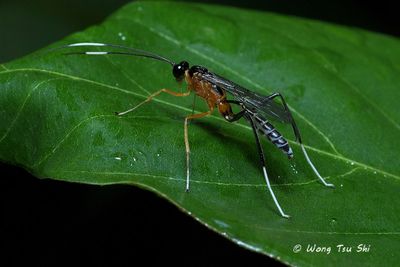(Ichneumonidae, {Subfamily} Cryptinae  sp.)[E] Ichneumonid Wasp