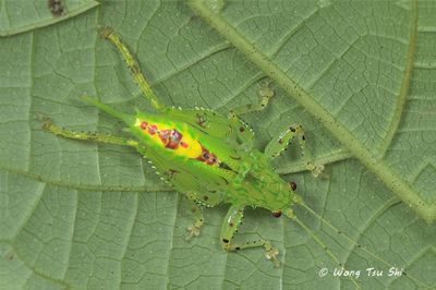 {Family}Tettigoniidae, sp. Katydid nymph