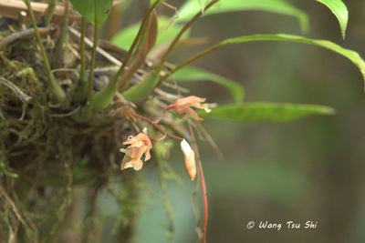 Coelogyne sp 34
