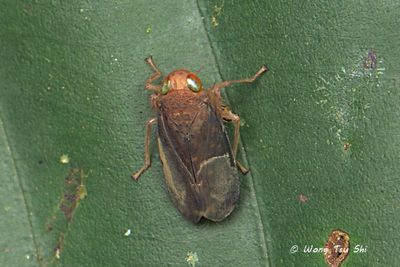 (Cicadellidae, Coelidiinae sp.)[A]Leafhopper
