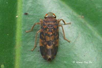 (Cicadellidae, Coelidiinae sp.)[B]Leafhopper