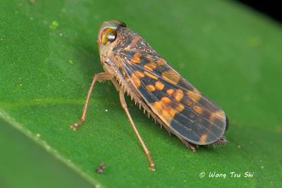 (Cicadellidae, Coelidiinae sp.)[B]Leafhopper