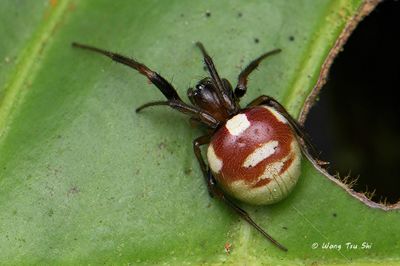 (Singa perpolita)  ♀