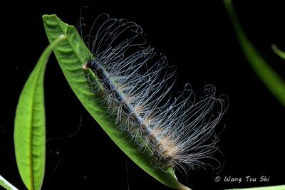 Caterpillars in the wild