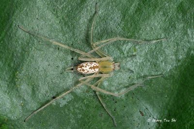 CHEIRACANTHIIDAE - Long-legged Sac Spiders