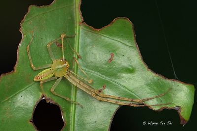 (Epidius sp.)[E]♂