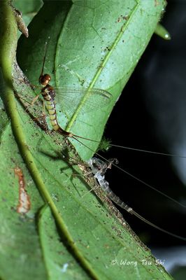(Ephemeroptera sp.)[C]Mayfly 