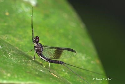 (Ephemeroptera sp.)[D]Mayfly 