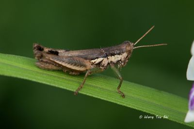 (Acrididae, Pseudoxya diminuta)