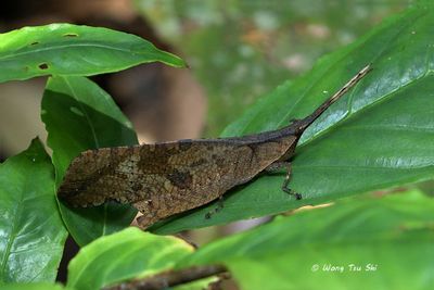 (Trigonopterygidae, Trigonopteryx hopei)