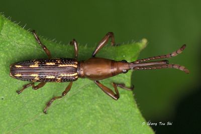 (Brentidae, Eutrachelus sp.)[A] Primitive Weevil