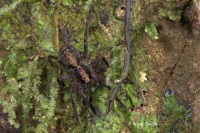 CTENIDAE - Wandering Spiders