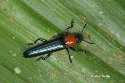 (Erotylidae, Languria sp.)[A] Lizard Beetle