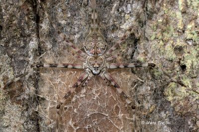 (Hersilia sumatrana) ♀