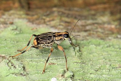 (Anthribidae, Acorynus pictus)Fungus Weevil