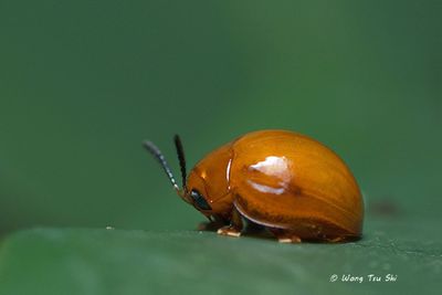 (Coccinellidae, sp.)[B]Ladybird Beetle